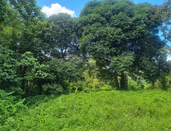 16,000 sqm farm lot for Sale in Tacurong, Sultan Kudarat