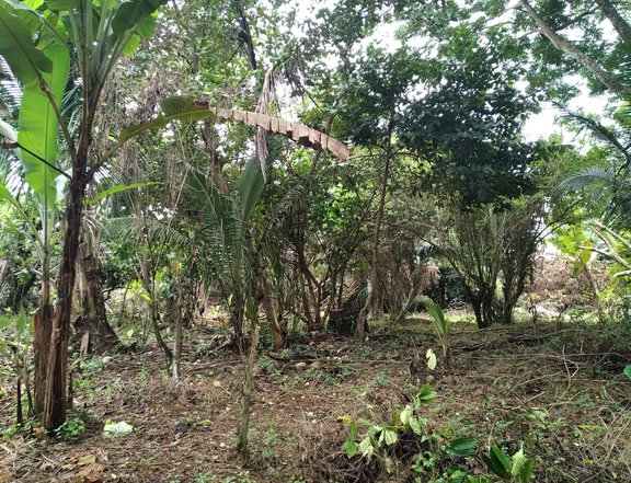 1000 sqm Residential Lot for Sale in Sta. Theresa Alfonso