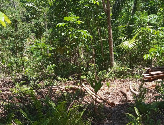 Lot with banana trees,mahugany trees, kawayan and sone coconut tress