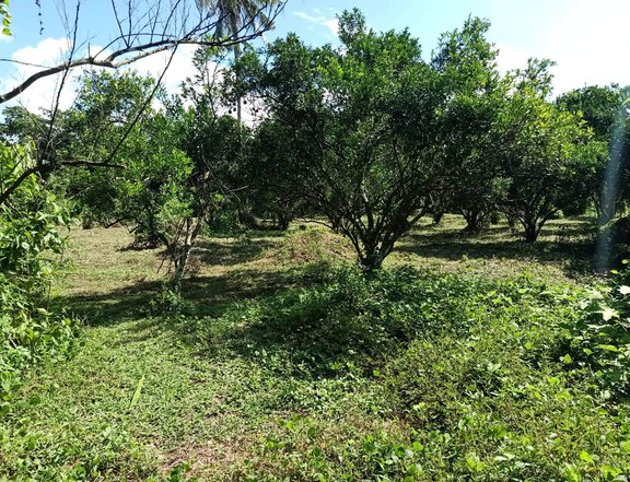 Behia Tiaong Agricultural Farm