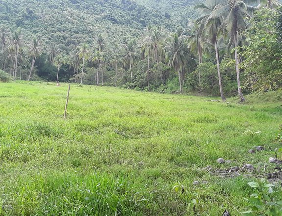 7.09 Hectares Agricultural Farm in Roxas Palawan