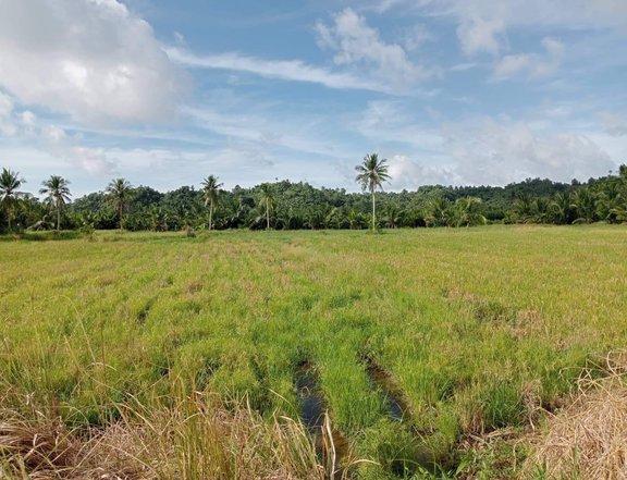 14000 sqm Agricultural Lot For Sale in Gumaca Quezon