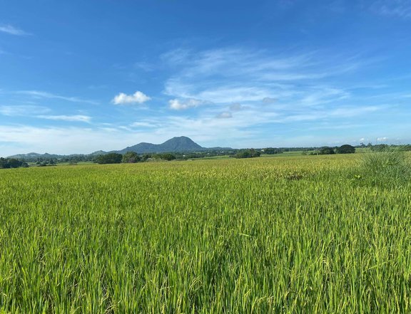 Farm/Rice land