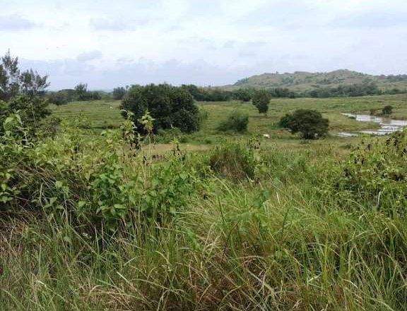 10has up to 200has Agricultural Farm For Sale in Sual Pangasinan