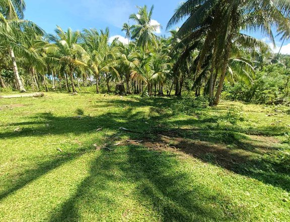 2.2 hectare for sale located at camiguin island