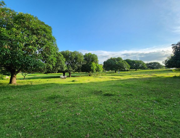 1ha-8.25 hectares Agricultural Farm For Sale in Malasiqui Pangasinan