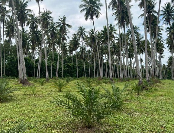 Farm Lot For Sale in Quezon Province 1,500 per sqm.