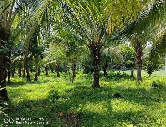 1.18 hectares Agricultural Farm For Sale in San Pablo Laguna