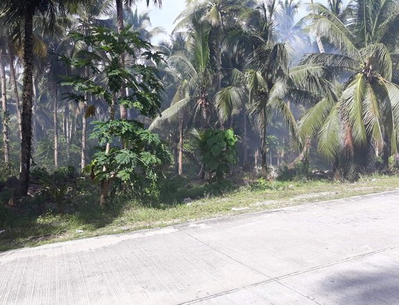 Land Near Surfing Beach of Pacifico Siargao Philippines