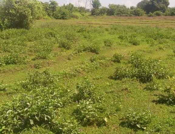 1016000 sqm Agricultural Farm For Sale in Infanta Pangasinan
