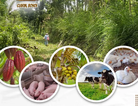 Agricultural Farm For Sale in Clarin Bohol Ready to use 5,000 RF