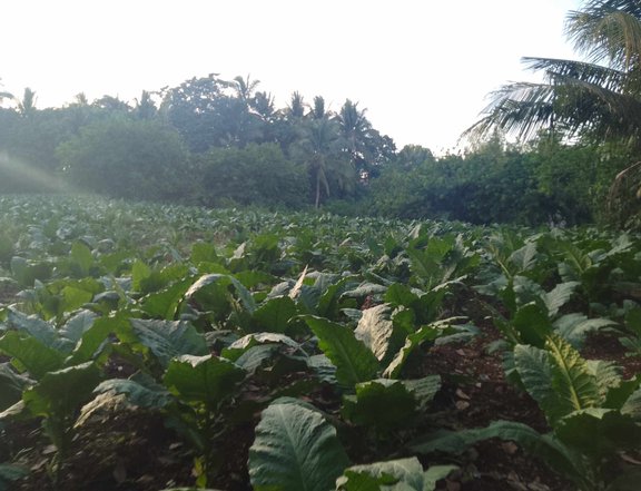 3hectares agricultural farm for sale in Gitagum, misamis oriental