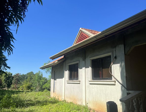 2.5 hectares Residential/Mango Farm For Sale in umingan Pangasinan