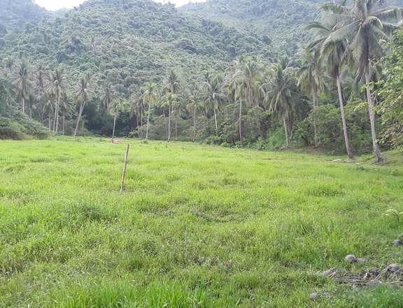 7.09 hectares Agricultural Farm for sale in Roxas Palawan