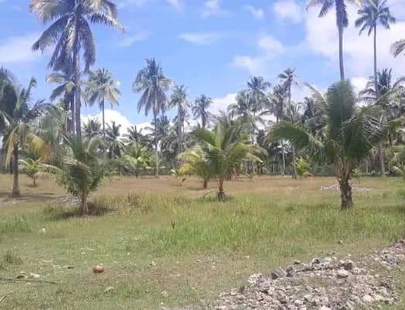 Lot for sale overlooking sea view in argao cebu ,pm for more details
