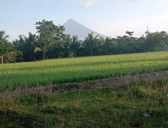 Agricultural Farm for sale 15 mins away from Bicol Intr'l Airport