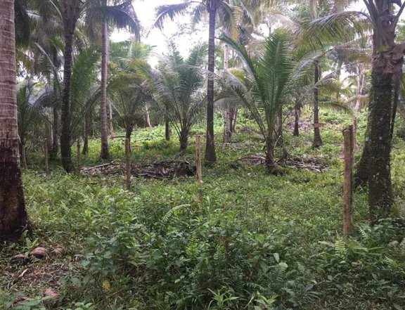 1000sqm portion from TITLED LOT near Guiwan  SURFING BEACH SIARGAO
