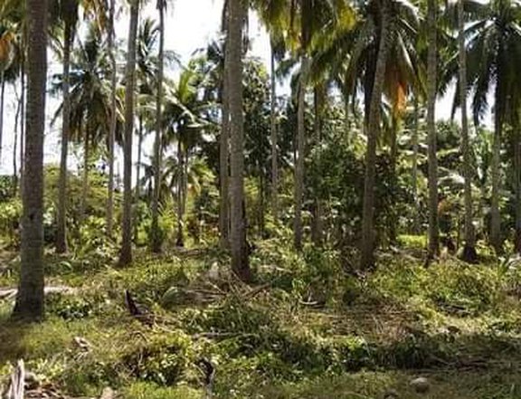 FARM LOT/RESIDENTIAL FOR SALE IN SAN JUAN BATANGAS NEAR LAIYA