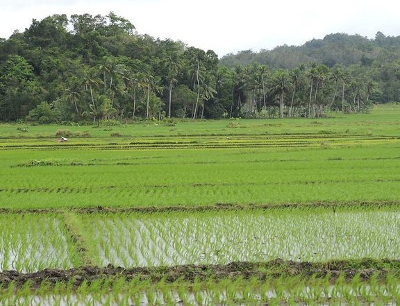 3.52 Hectares Ricefield in Ayala, Zamboanga City. Well irrigated.