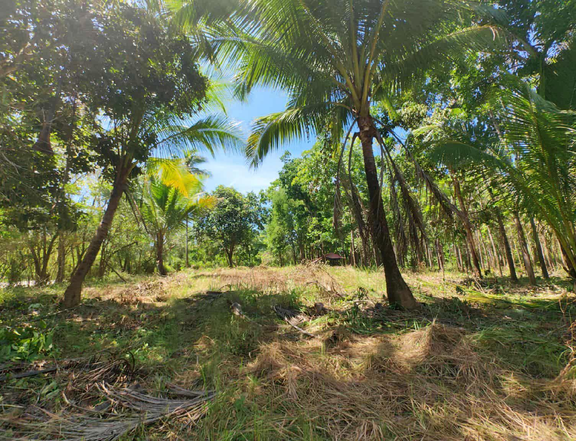 6.3 hectares Residential Farm For Sale in Puerto Princesa Palawan