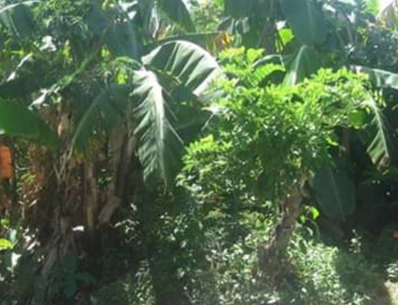 600sqm Vacant lot ideal for hot spring resort