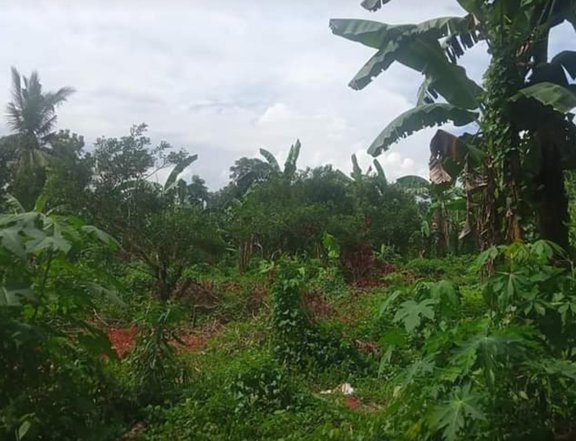 Banana Farmlot