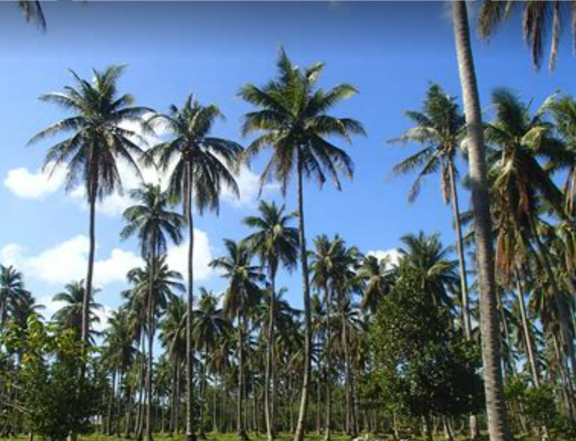 Coconut farm, Torrens titled