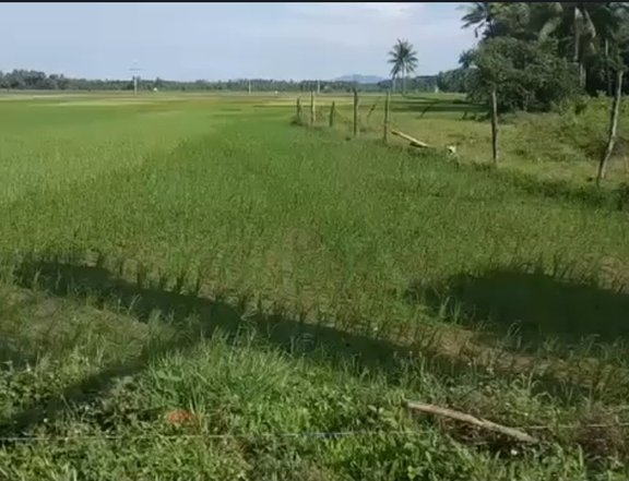 Farm lots for sale in Mamburao Mindoro
