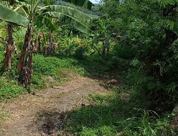 1 hectare agricultural farm for sale in cabatuan IloIlo
