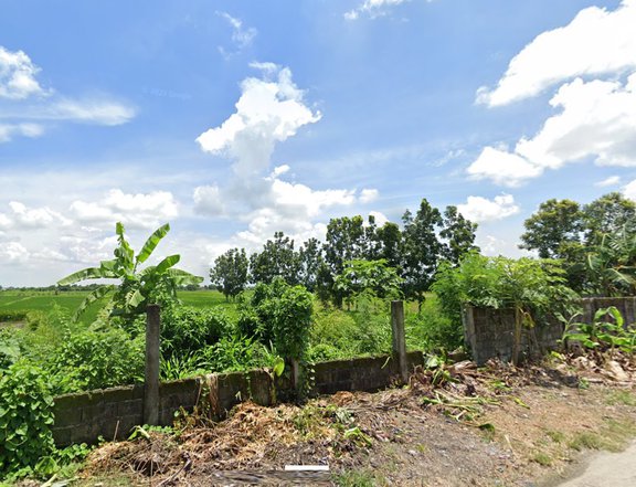 5 hectares Riceland Lot For Sale By Owner in Tarlac City Tarlac