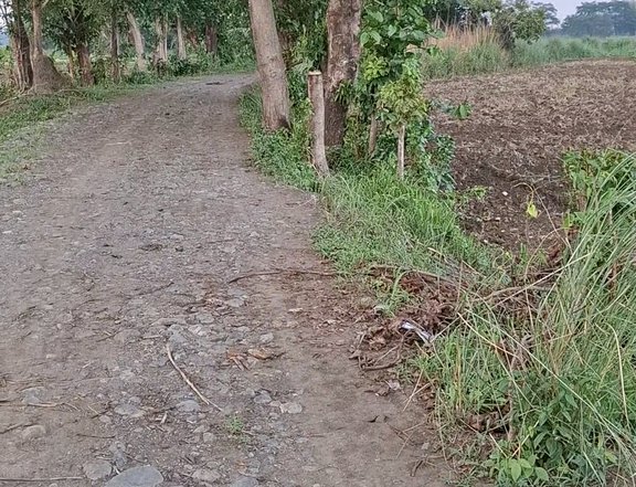 1 hectare Agricultural Farm For Sale in Mangatarem Pangasinan