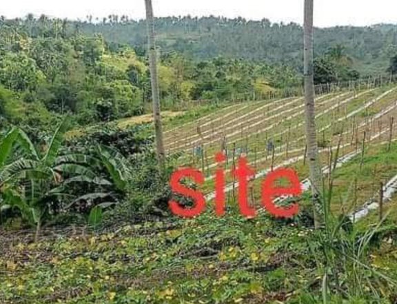 2.98 hectares Agricultural Farm For Sale in Argao Cebu