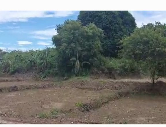 3.6 hectares Agricultural Farm For Sale in Umingan Pangasinan
