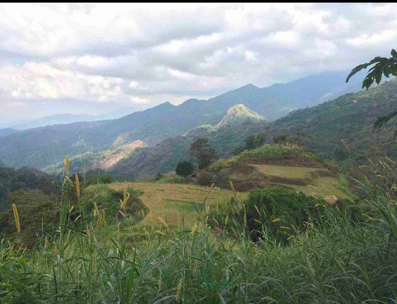 13.33  HECTARES FARM LOT FOR SALE IN TUBA, BENGUET (CASH ONLY)