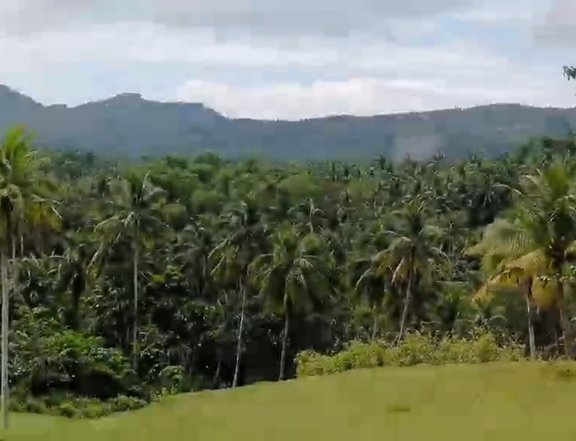 Agricultural lot, Rice & Coconut Land