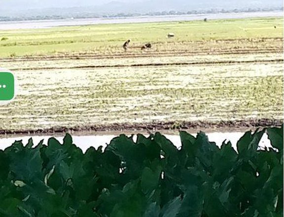 Ricefields 1.5 hectares  residential farm for sale in baao camarines sur