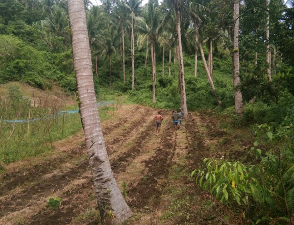 Agricultural land near national road good investment
