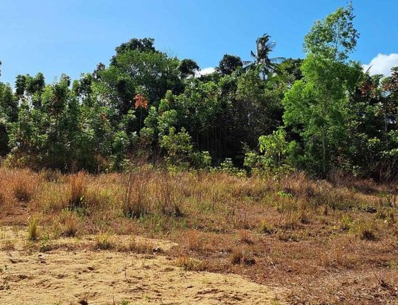 8.3 hectares Agricultural Farm For Sale in Narra Palawan