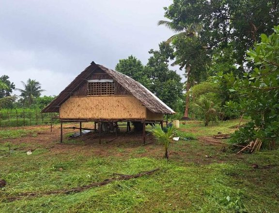 Expansive 8662 sqm Property with Fruit Trees and Kubo in Brgy. Bacungan, Puerto Princesa