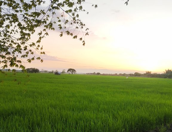 Farm Lot for Sale in Villasis, Pangasinan