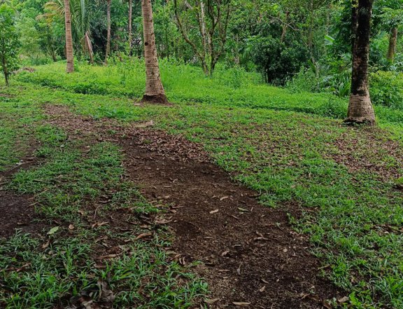 I'm selling affordable/low cost farm residential lot in Brgy. Sampaloc,Tanay Rizal 120sqm. 540T 5yrs