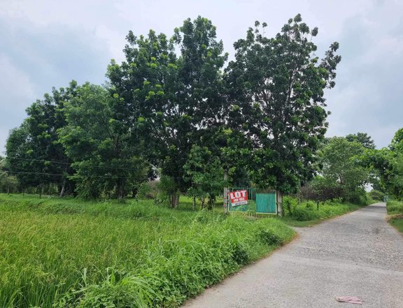 15M Farm Lot Property for Sale - Batang-Batang, San Pascual, Tarlac City