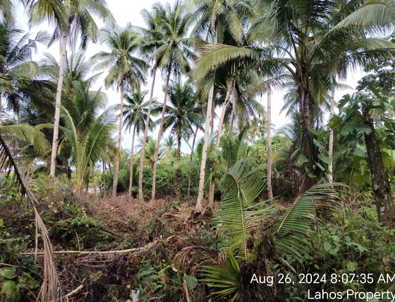 SIARGAO LOT FOR SALE BEACH LOT