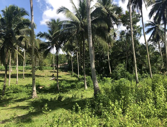 15,745sqm farm lot with coconut and corn