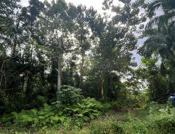 Land for sale in Loboc Bohol