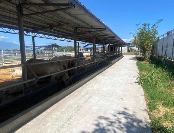 Cattle Farm with Napier Plantation for Sale in Rosario, Batangas
