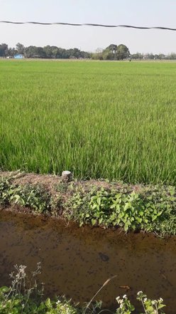 Rice Field For Sale [34,457 Properties] (October 2023) on