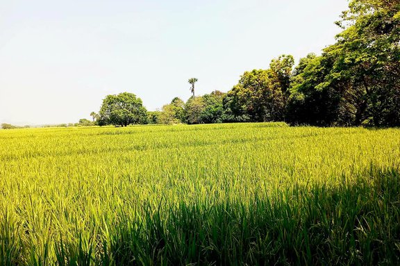 Rice Field For Sale [34,817 Properties] (October 2023) on