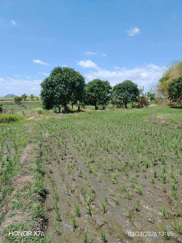 Affordable Properties Talugtug Nueva Ecija [4 Properties] (June 2026 ...