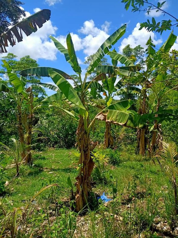 Agricultural Farm Lot For Sale San Francisco Cebu 🚜 [72 Properties